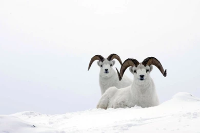 1 Dall Sheep HD Wallpapers