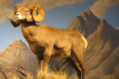 Bighorn Sheep HD Wallpapers