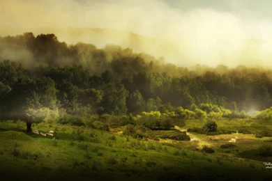 Landscapes Trees Fields Mist Sheep Fresh New Hd Wallpapers [Your ...