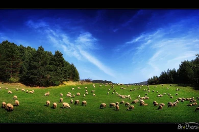 Download Free Free Sheep Land Wallpaper, Free Sheep Land Wallpapers ...