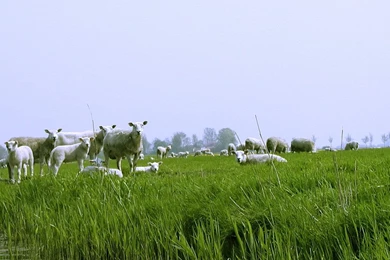 Wallpaper: 'Sheep And Lambs'   Spring Scene In May. Sheep And ...