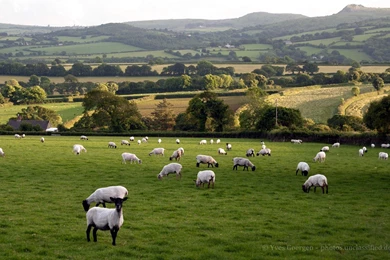 Sheep Wallpapers   1920x1200 Wallpapers Download  10wallpaper.com