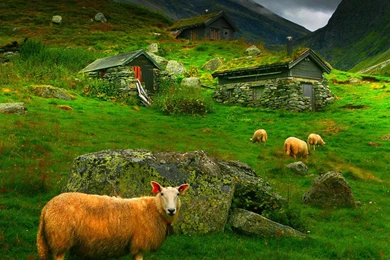 SHEEP WALLPAPER   (