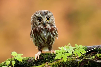 Top Baby Owl Wallpapers Pictures Images For Pinterest