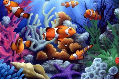 Clown fish coral wallpapers.jpg