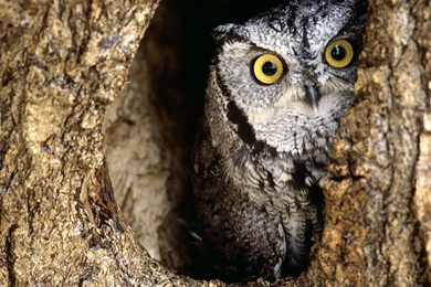 Owl In The Desert Wallpapers