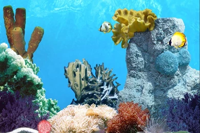 Moving Backgrounds For Computer Fish For Computer Fish Moving ...