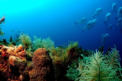 Fish Computer Wallpapers, Desktop Backgrounds