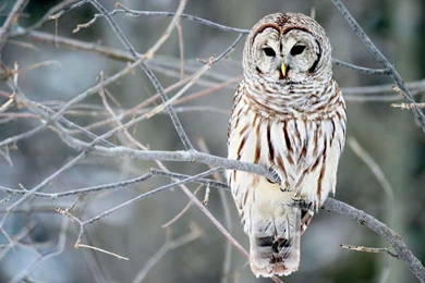 White Owl Wallpapers