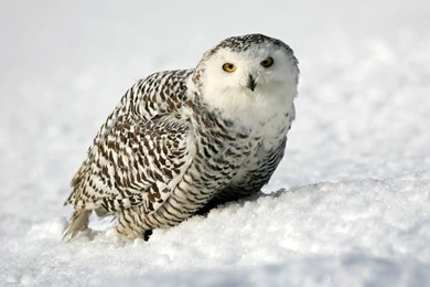 Snowy Owl Ice Bound Desktop Backgrounds HD 2560x1600
