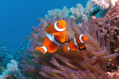 Ocean Life HD Images Fish Wallpapers For Facebook ...