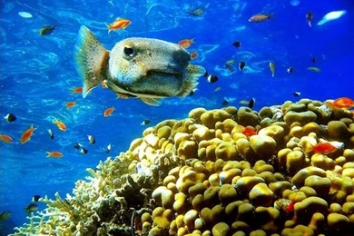 Dolphins Free Wallpaper: Fish Wallpapers