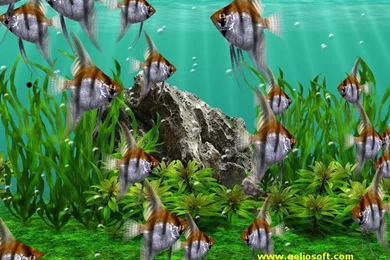 Moving Angelfish Screensaver And Free Wallpapers