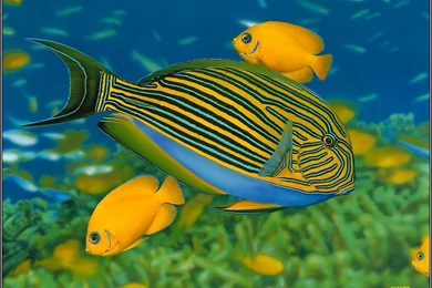 Types Of Fish Pictures Hd Wallpapers Download   Awesome Hd ...