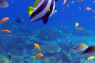 Fish Wallpapers 3590 HD Desktop   Wallnos.com