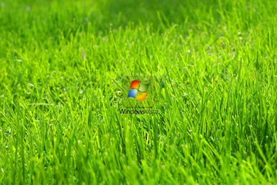 Top Green Grass Wallpapers Windows Images For Pinterest