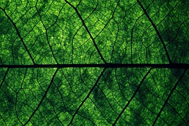 Wallpapers Dark Green Leave Macro   1920 X 1080   Nature Flowers ...