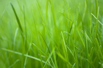 Green Music Backgrounds Wallpapers 81013