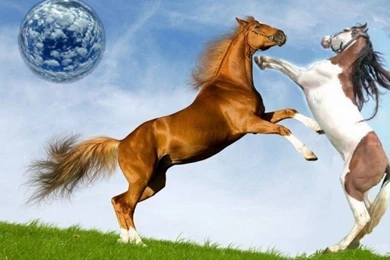 Horsefight1   Horses Wallpapers (1497442)   Fanpop