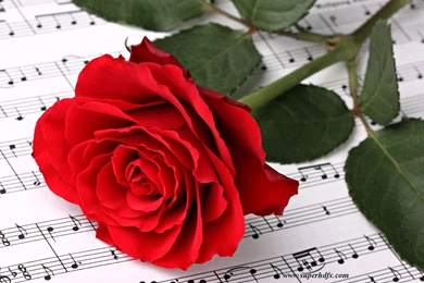 Single Red Rose Hd Wallpapers   SUPERHDFX