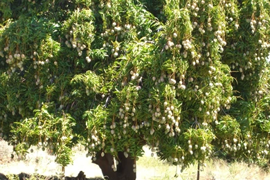 Mango Tree HD Wallpapers   Mango Tree Images, New Wallpapers