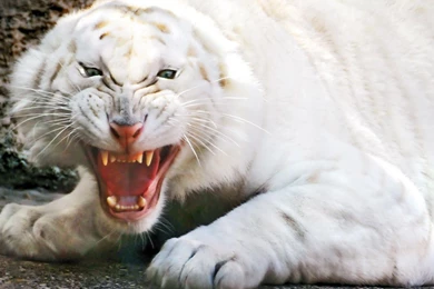 White Lion HD Wallpapers