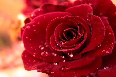 HD Wallpapers 1080p Red Rose 2.jpg