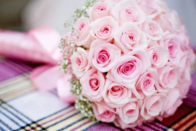 HD Wallpapers 1080p Pink Rose 6.jpg