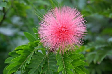Calliandra 1080p Flowers HD Wallpapers