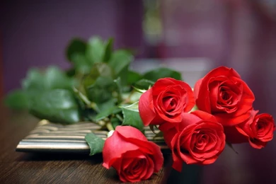 HD Wallpapers 1080p Red Rose 5.jpg