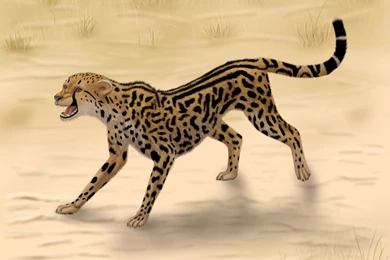 Top King Cheetah Vs Running Images For Pinterest