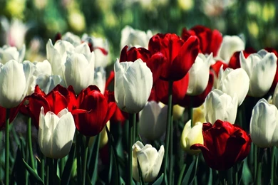 HD Wallpapers 1080p Tulips 0.jpg