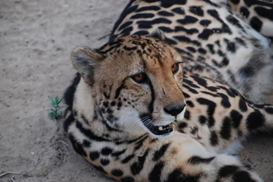 Animals King Cheetah Wallpapers