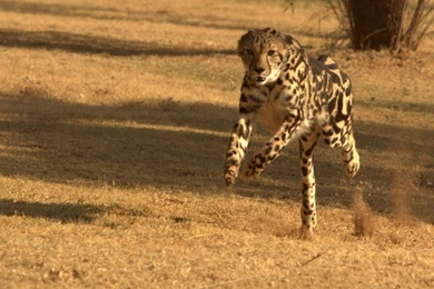 DeviantArt: More Like King Cheetah On The Run By Cathy001