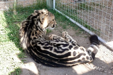 THE MPISIMBI – AN UNDISCOVERED BUT NOW EXTINCT KING CHEETAH STRAIN ...