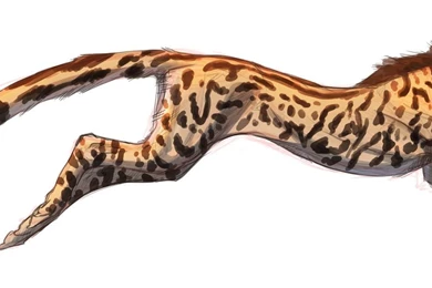 King Cheetah By Kalambo On DeviantArt