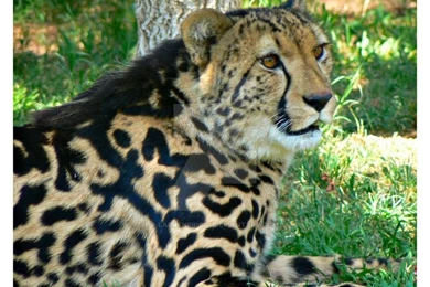 DeviantArt: More Like King Cheetah By NickAA