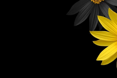 Two Beautiful Flowers HD Wallpapers 1080p   1532873