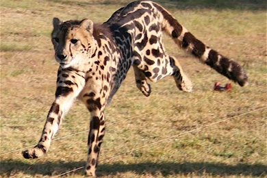 King Cheetahs Wallpaper Images