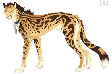 Top King Cheetah Images For Pinterest