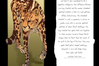 King Cheetah Bookmark By DawnFrost On DeviantArt