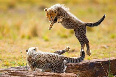 Baby Cheetah Cubs   Wallpaper.