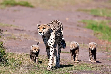 Top King Cheetah Cub Sleeping Images For Pinterest