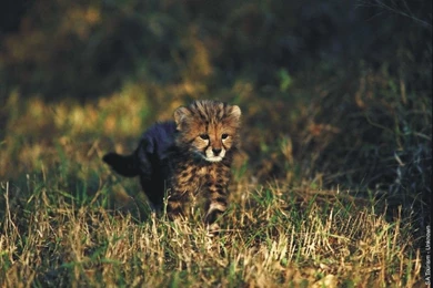 Screensaver Big Cats 1   Cosmo Cat's Home Page