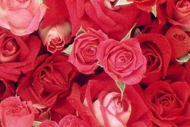 1080x1920 Rose Flowers Wallpapers HD