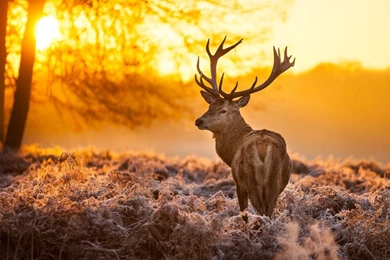 Cute Deer Animal Wallpapers Pics