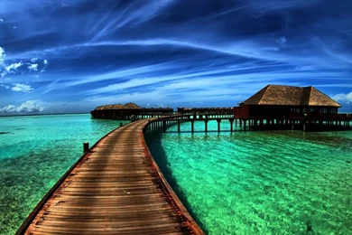 Tab Wallpapers Free Download   Wallpapers Animal Hd