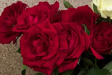 Beautiful Red Rose Flower HD Desktop Backgrounds Wallpapers