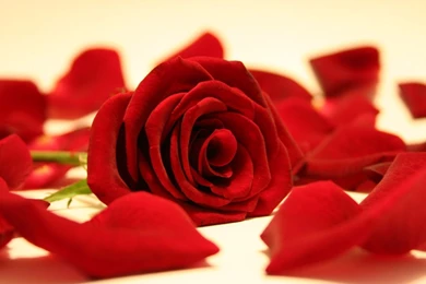 Red Rose Flowers Wallpapers   Wallpapers HD Fine