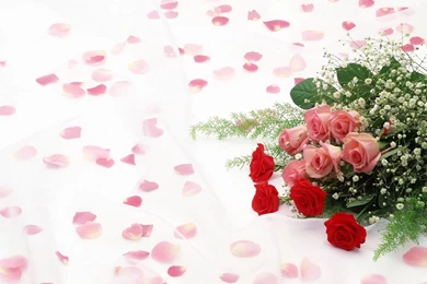 Rose Flower Wallpapers Tumblr 7255 1600 X 1000   WallpaperLayer.com